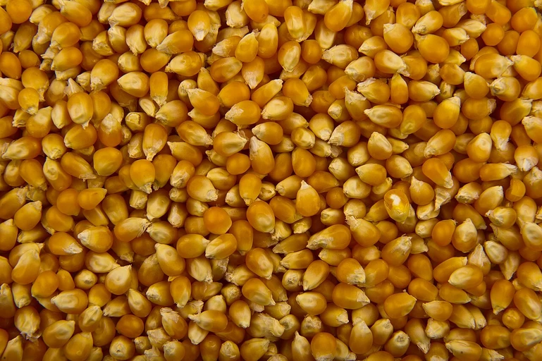 Popcorn Kernels (Popcorn Makka)