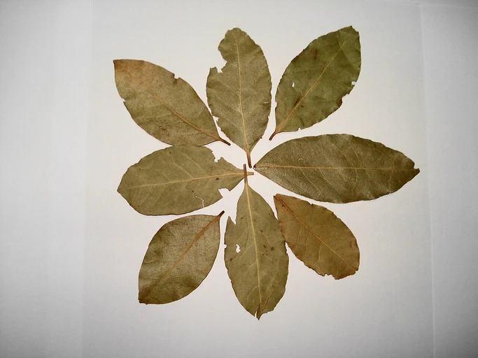 Bay Leaves (Tej Patta)