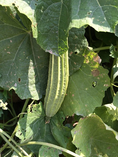 Ridge Gourd (Turai)