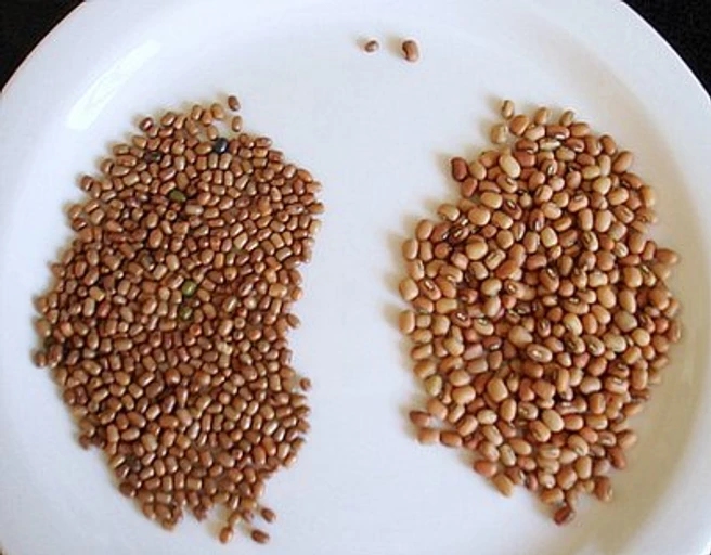 Moth Beans (Moth)