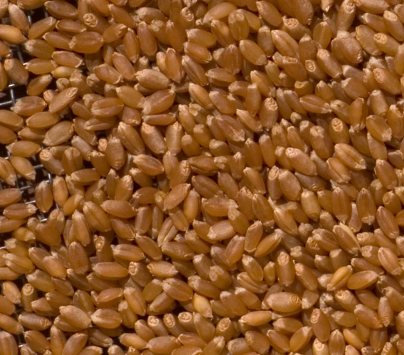 Whole Wheat (Gehun)