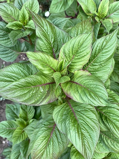 Amaranth Leaves (Chaulai)
