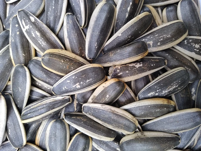 Sunflower Seeds (Surajmukhi ke Beej)
