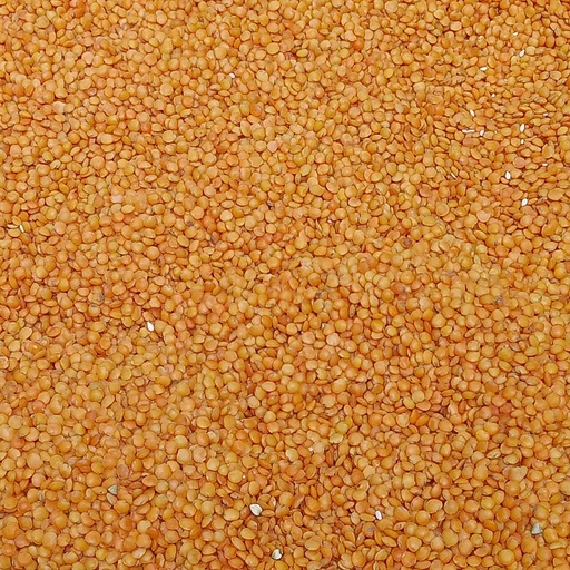 Masoor Dal (Masoor Dal)