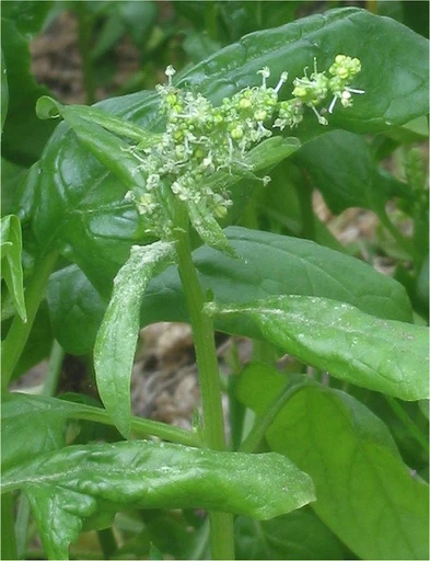 Spinach (Palak)