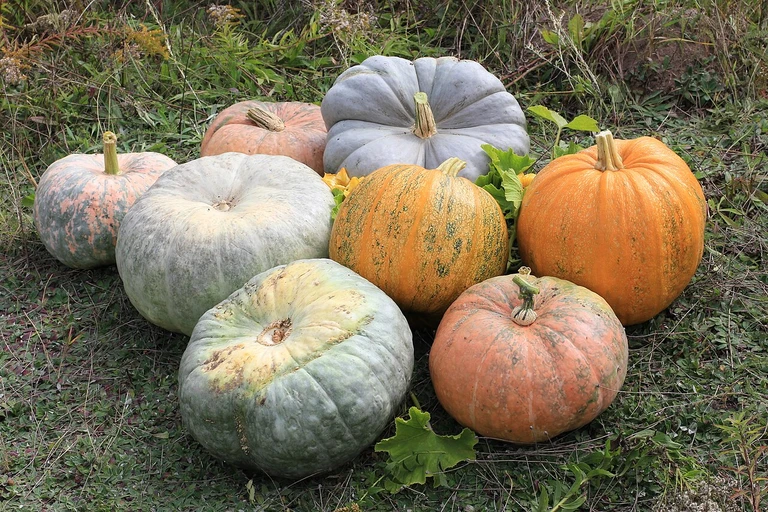 Pumpkin (Kaddu)