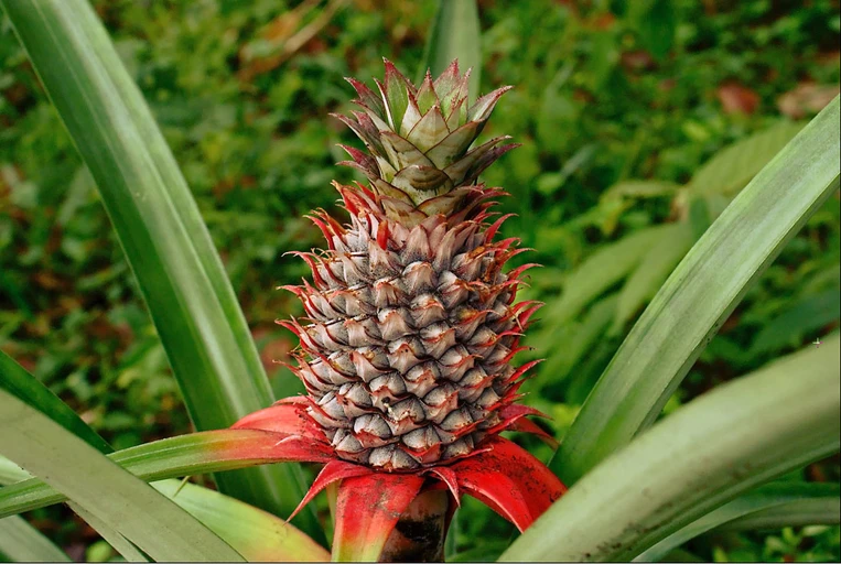 Pineapple (Ananas)