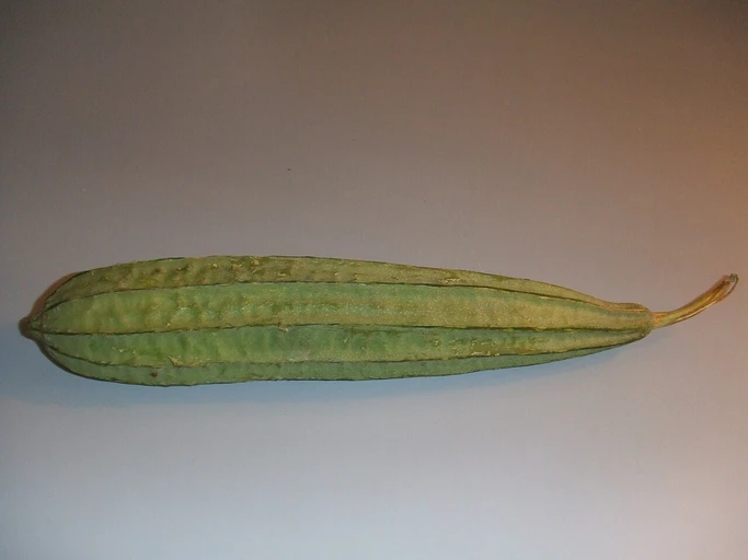 Sponge Gourd (Nenua)