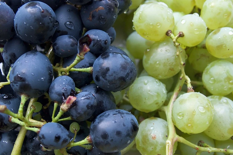 Grapes (Angoor)