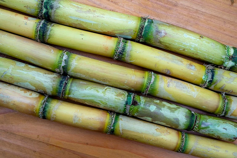 Sugarcane (Ganna)