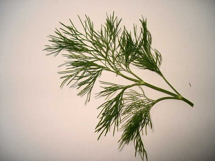 Dill Leaves (Soya)