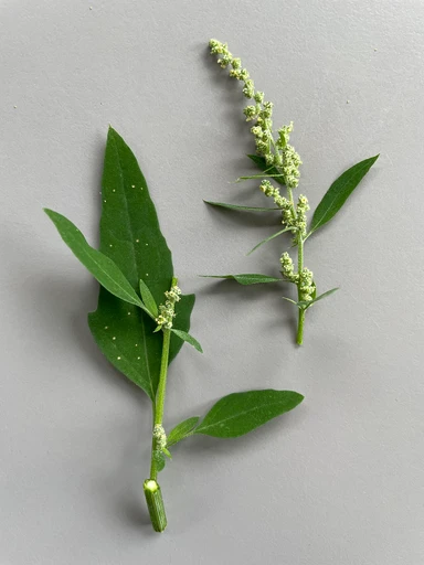 Bathua (Bathua)