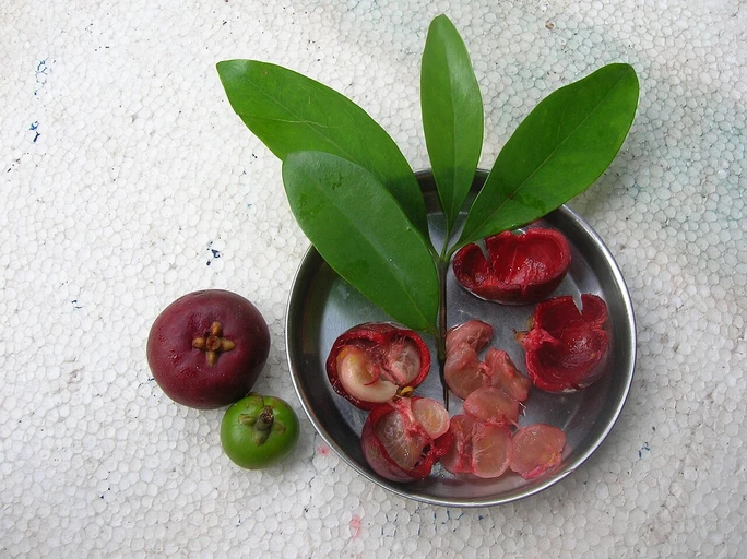 Kokum (Kokum)