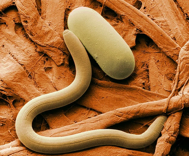 Soybean (Soyabean)
