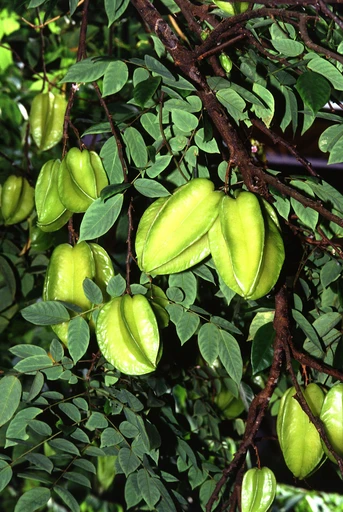 Star Fruit (Kamrakh)