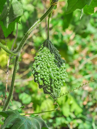 Bitter Gourd (Karela)