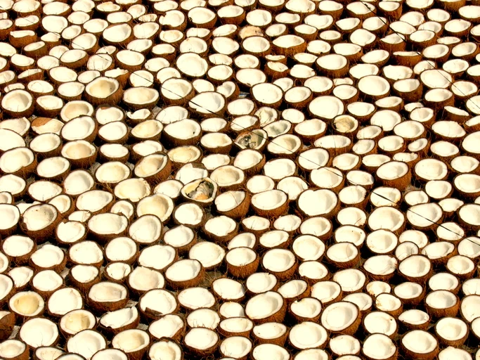 Dry Coconut (Kopra)