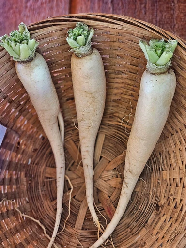 Radish (Mooli)