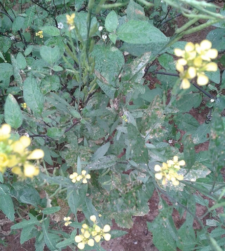 Mustard Greens (Sarson ka Saag)