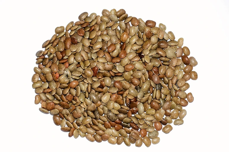 Horse Gram (Kulthi)