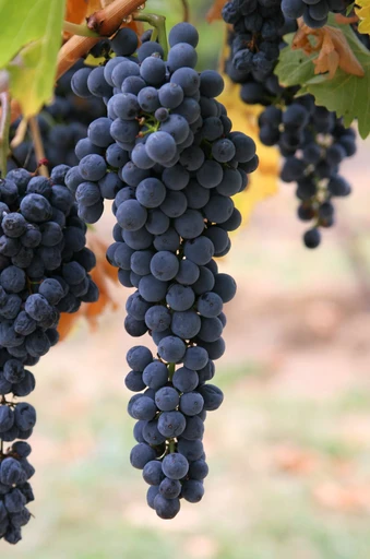 Black Grapes (Kale Angoor)