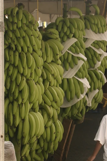 Raw Banana (Kachcha Kela)