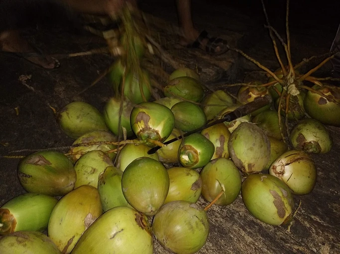 Tender Coconut (Nariyal Pani)