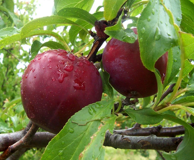 Plum (Aloo Bukhara)
