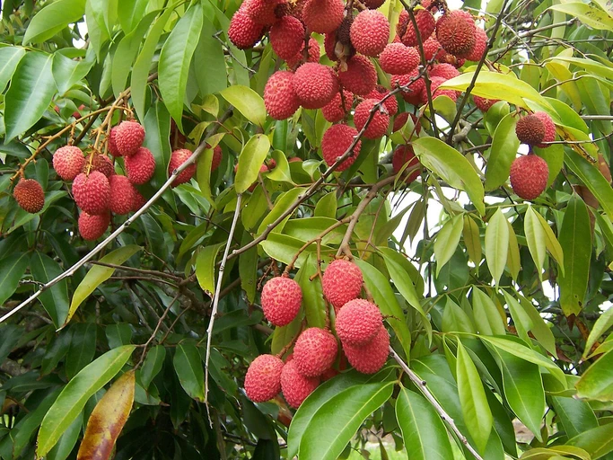 Litchi (Litchi)