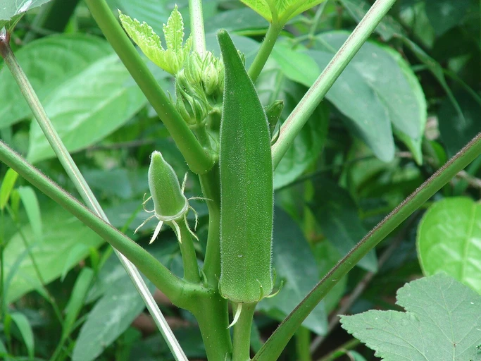 Okra (Bhindi)