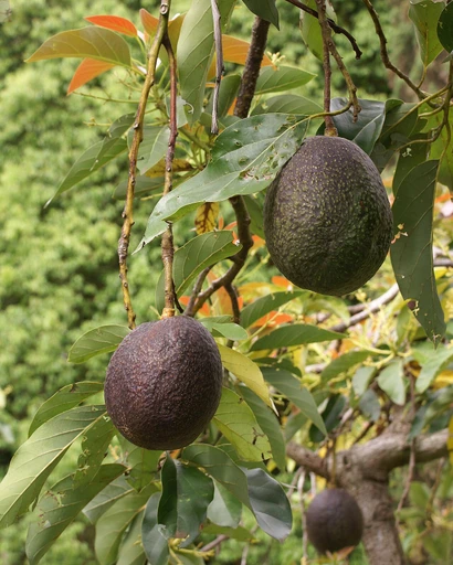 Avocado (Avocado)