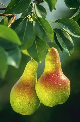 Pear (Nashpati)