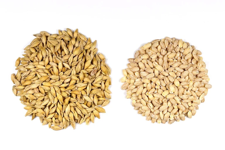 Barley (Jau)