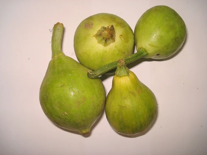 Apple Gourd (Tinda)