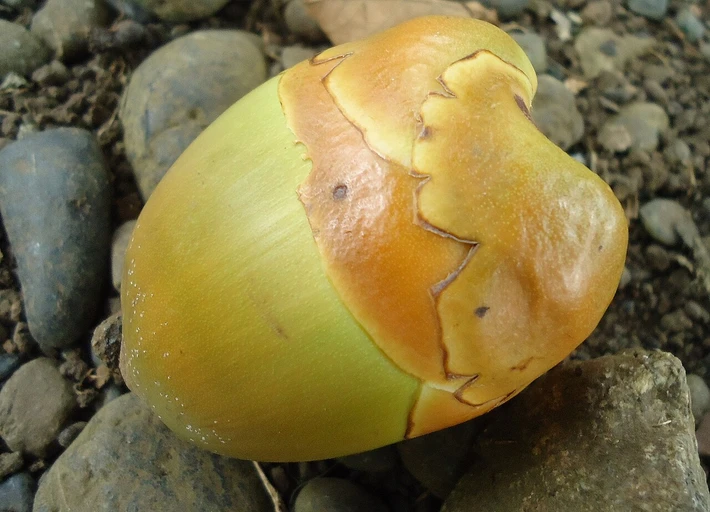 Coconut (Nariyal)