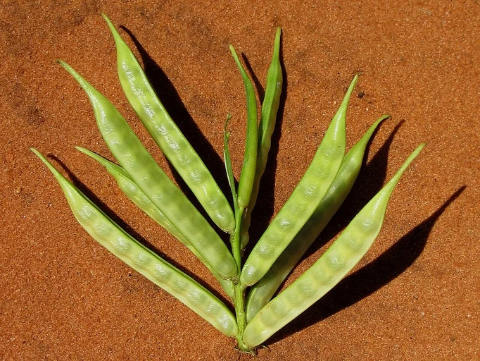 Cluster Beans (Gawar Phali)