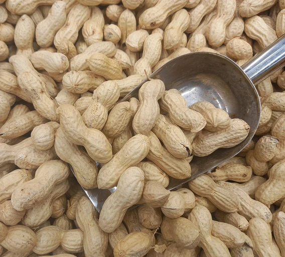 Peanuts (Moongphali)