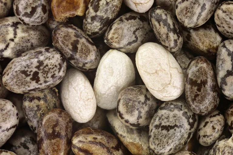 Chia Seeds (Chia Seeds)