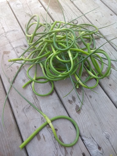 Green Garlic (Hara Lahsun)