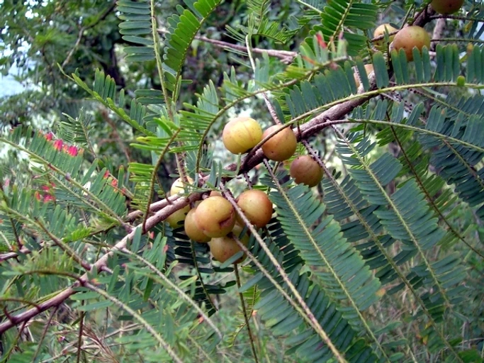 Indian Gooseberry (Amla)