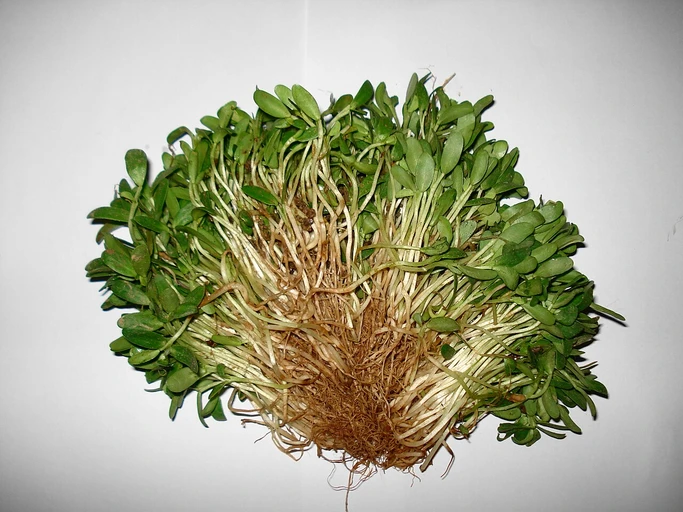 Fenugreek Leaves (Methi)