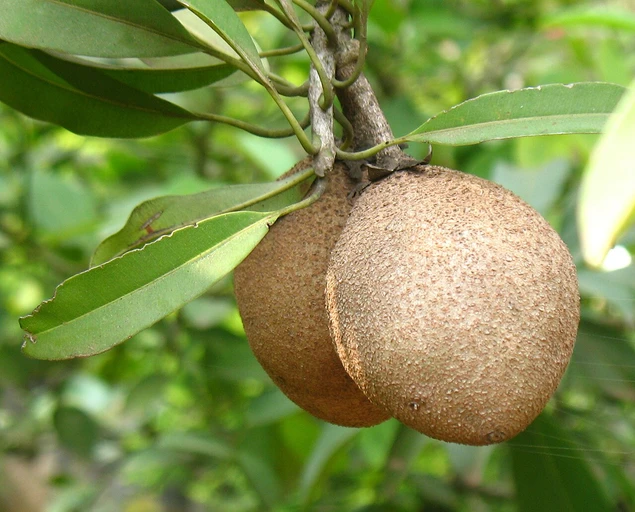Sapota (Chikoo)