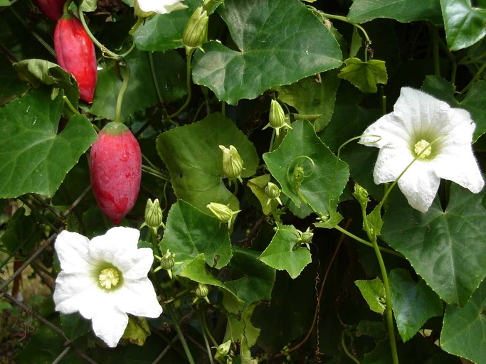 Ivy Gourd (Kundru)