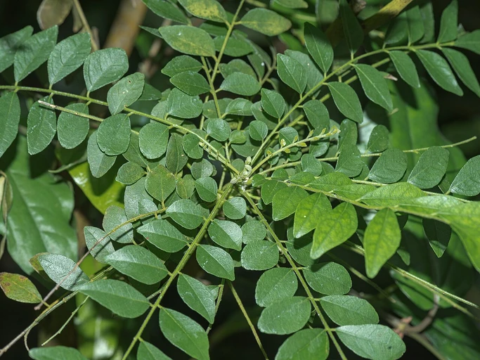 Curry Leaves (Kadi Patta)
