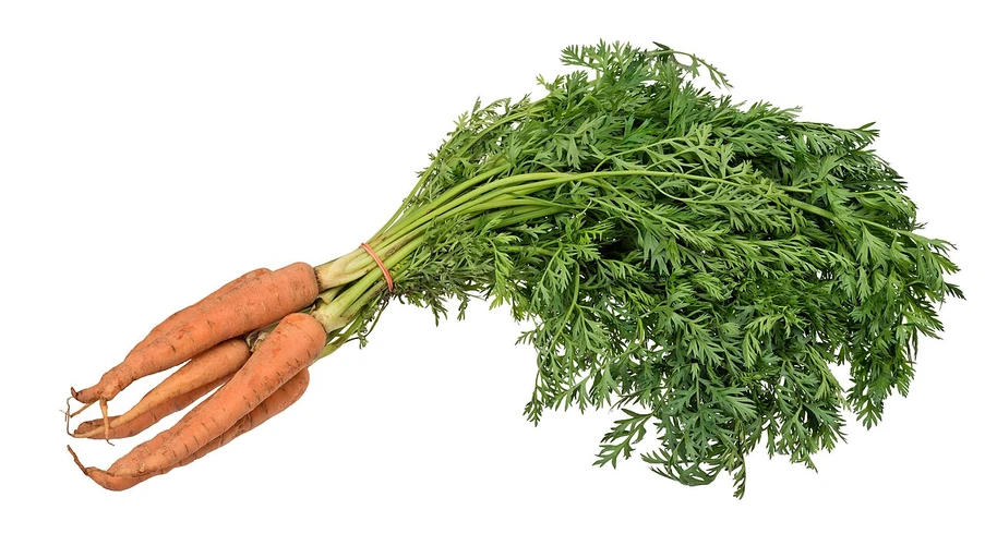 Carrot (Gajar)
