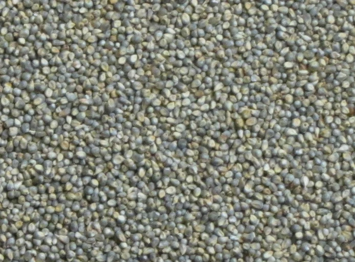 Barnyard Millet (Samak Chawal)
