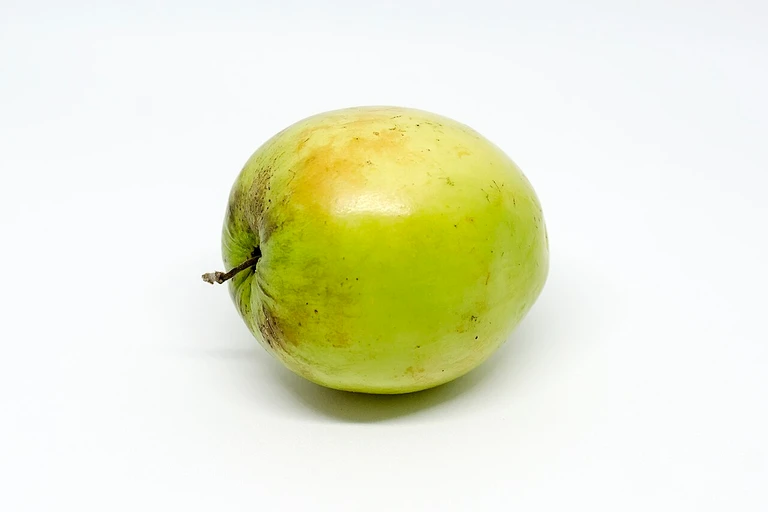Indian Jujube (Ber)