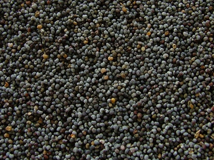 Poppy Seeds (Khus Khus)