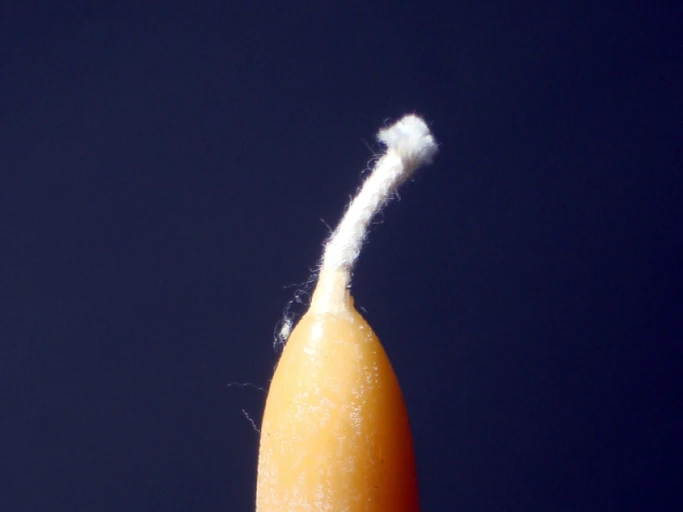 Cotton Wicks (Diya Batti)