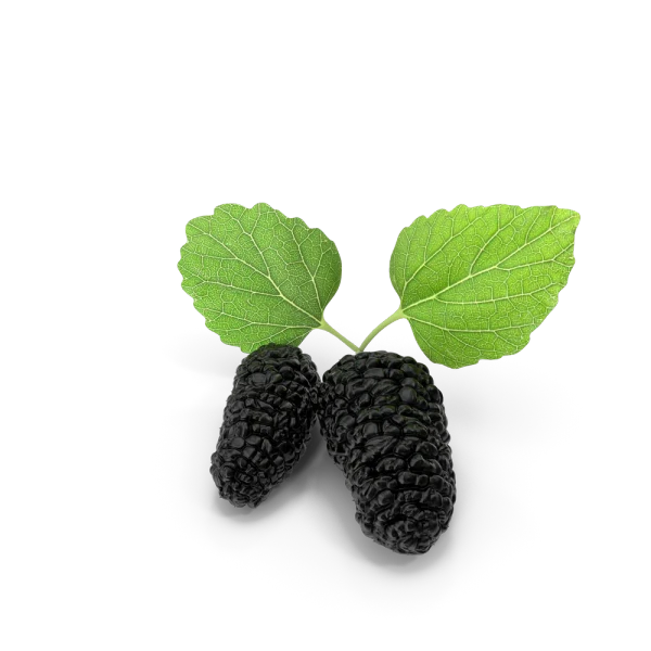 Mulberry